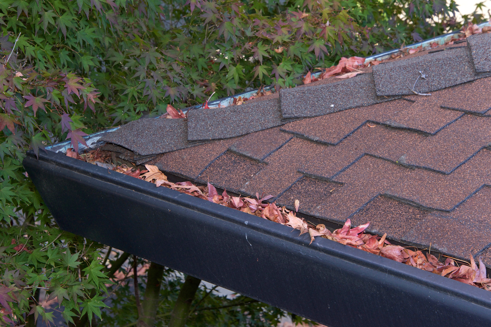 Close-up of a house roof with a shingle edge and rain gutter filled with dry leaves; green tree branches are visible in the background.