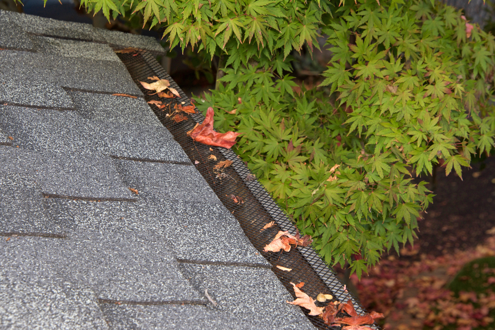 Gutter guard on a shingled roof with fallen autumn leaves, next to green maple tree branches.